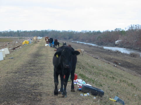 TFG cows on levee.jpg
